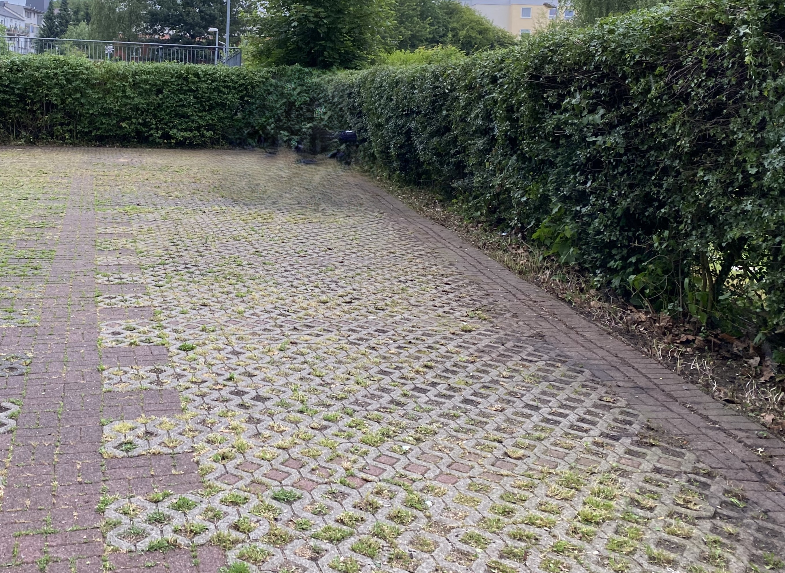Professioneller Heckenschnitt für gepflegte Gartenhecken