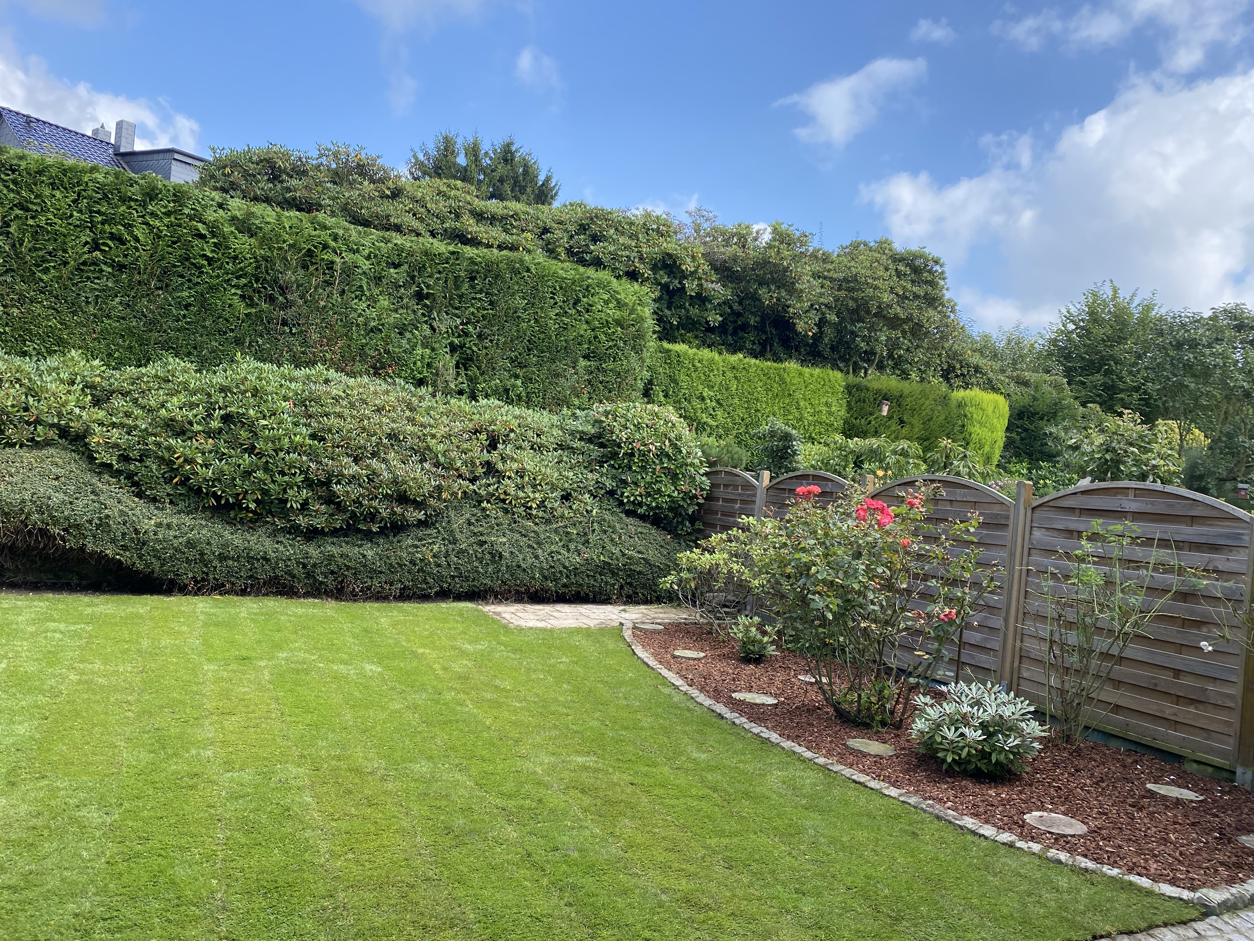 Rasenerneuerung mit sichtbar verbessertem Rasen