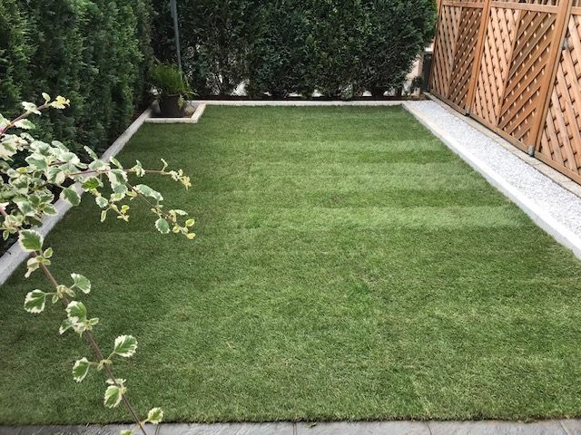 Verlegung von frischem Rollrasen im Garten